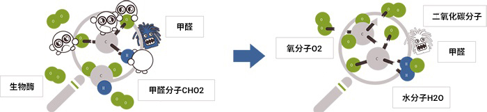 生物酶除甲醛原理